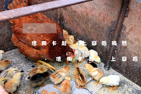 信用卡起訴上庭后依然沒錢會(huì)怎樣-信用卡起訴上庭后依然沒錢會(huì)怎樣呢