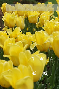 信用卡起訴了沒錢還怎么處理(信用卡沒錢還被起訴了怎么辦)