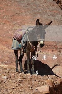 信用卡起訴完不還拘留幾天(欠信用卡起訴后多長時(shí)間執(zhí)行)