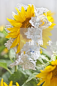 信用卡起訴時(shí)間3年(欠信用卡錢三年后銀行起訴有效?)