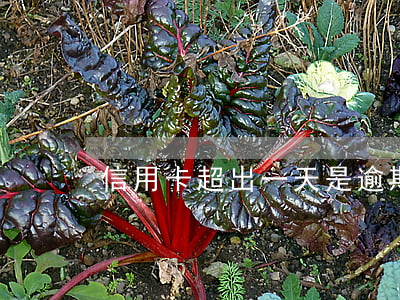 信用卡超出一天是逾期嗎