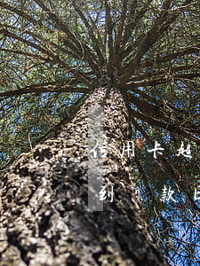信用卡超時(shí)不還款怎樣(信用卡不到還款日可以還款嗎)