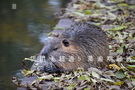 信用卡超過5萬逾期起訴(信用卡5萬以內(nèi)起訴)