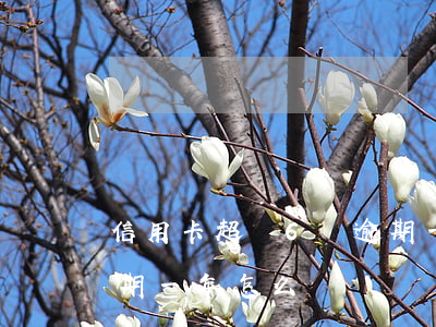 信用卡超過6萬逾期一年(信用卡超過6萬逾期一年怎么辦)