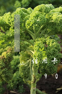 信用卡超過90天還不上被訴訟-信用卡超過90天還不上被訴訟了怎么辦