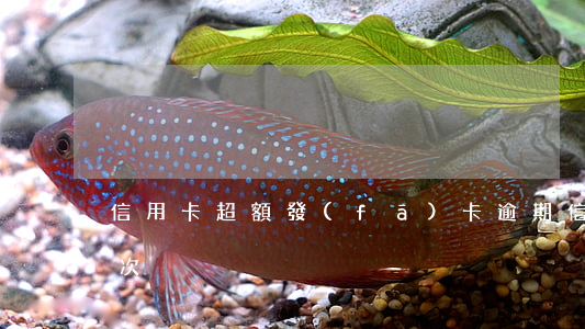 信用卡超額發(fā)卡逾期(信用卡 逾期 一次)