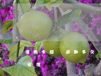 信用卡超額逾期多久會上征信(逾期多天會上征信)