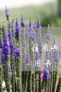 信用卡超額逾期還不上-為什么明明還了信用卡還逾期