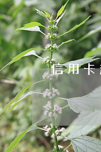 信用卡超额逾期利息(信用卡逾期利息合法吗)