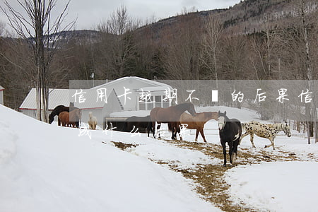 信用卡越期不還的后果(信用卡到期不還會造成什么后果)