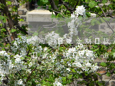 信用卡辦理分期還款后逾期怎么辦-信用卡辦理分期還款后逾期怎么辦理