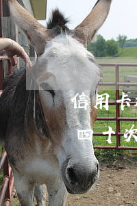 信用卡近五年逾期四十次(信用卡近五年逾期四十次了)
