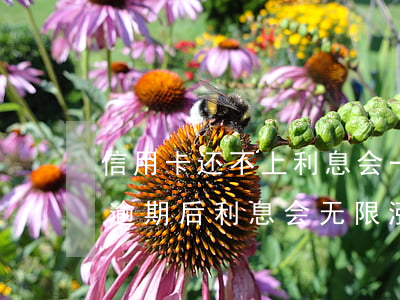 信用卡还不上利息会一直无限期涨吗(信用卡逾期后利息会无限涨吗?)