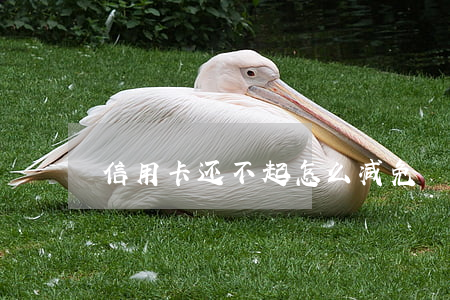 信用卡还不起怎么减免