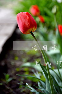 信用卡还不起怎么申请停息挂账(信用卡还不上如何停息挂账)