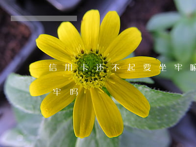 信用卡还不起要坐牢嘛(欠信用卡还不上会坐牢吗)