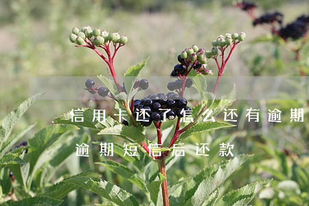 信用卡还了怎么还有逾期短信(银行发信用卡逾期短信后还款)