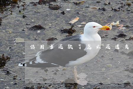 信用卡还款了怎么还透支(信用卡还款)