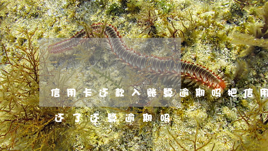 信用卡还款入账算逾期吗(把信用卡最低还款还了还算逾期吗)