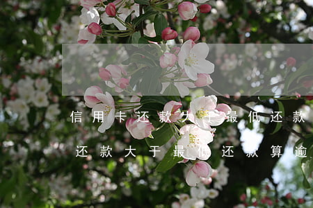 信用卡还款大于最低还款算逾期吗-信用卡还款大于最低还款算逾期吗怎么办