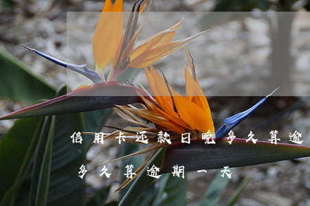 信用卡还款日晚多久算逾期 信用卡还款日晚多久算逾期一天