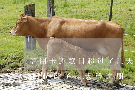 信用卡还款日超过了几天算逾期(信用卡还款日超过了几天算逾期)