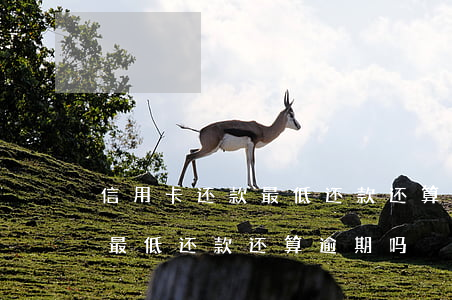 信用卡还款最低还款还算逾期吗(信用卡还款最低还款还算逾期吗)