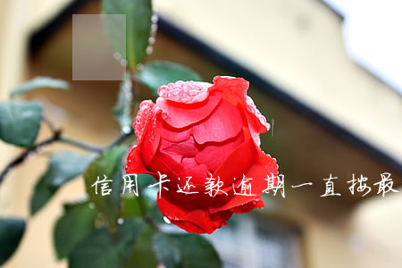 信用卡还款逾期一直按最低还款
