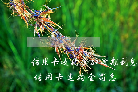 信用卡违约金加逾期利息上限-最高法关于信用卡违约金罚息