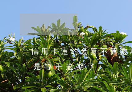 信用卡违约金算不算逾期(信用卡违约金是不是等于逾期了)