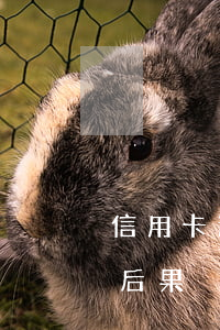 信用卡透之不還怎么處理(透支信用卡不還的后果)
