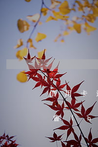 信用卡透支4萬被拘留(信用卡透支五萬以上會(huì)判多久)