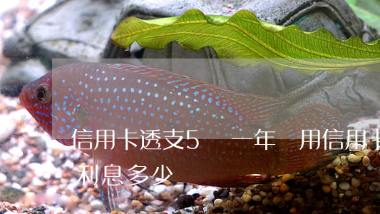 信用卡透支5萬一年費用(信用卡五萬塊,一年利息多少)