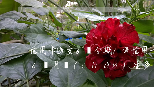 信用卡透支6萬分期1年(信用卡一萬元分期6個月,產(chǎn)生多少利息)