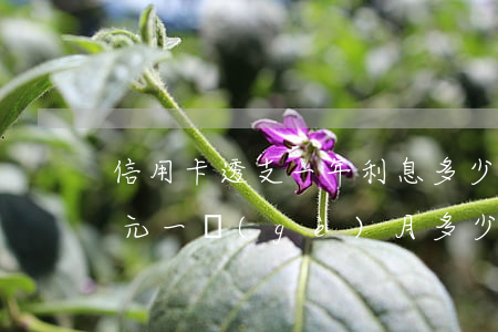信用卡透支一年利息多少錢(透支卡透支一萬元一個(gè)月多少利息)