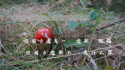 信用卡透支一萬逾期會被起訴嗎 透支一萬元信用卡逾期不還是什么罪