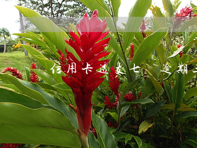 信用卡透支七萬逾期三年多