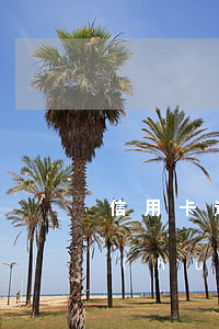 信用卡透支不還影響后代嗎(欠信用卡不還會(huì)不會(huì)影響下一代)