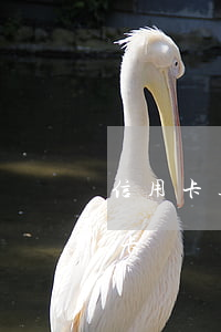 信用卡透支两万五会被抓吗(透支五万的信用卡)