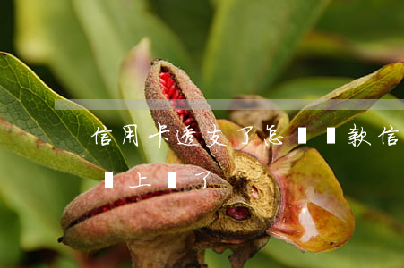 信用卡透支了怎樣還款(信用卡不小心透支了 馬上還了)