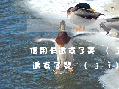 信用卡透支了斐濟(jì)幣怎么還(信用卡透支了斐濟(jì)幣怎么還)