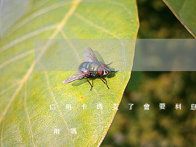信用卡透支了會要利息嗎(透支利息會影響信用嗎)