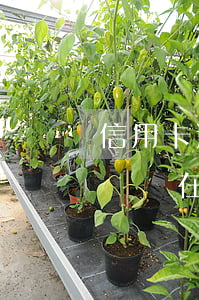 信用卡透支五萬不還的后果(欠信用卡超過五萬,實在沒錢還會咋樣?)