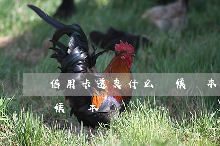 信用卡透支什么時候還本(信用卡透支什么時候還本)