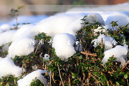 信用卡透支利滾利貸合法嗎(貸款利滾利嗎)