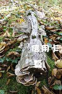 信用卡透支利率是多少錢(信用卡透支利息計算)