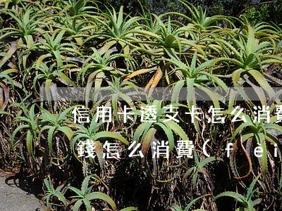 信用卡透支卡怎么消費(fèi)(信用卡的錢怎么消費(fèi))