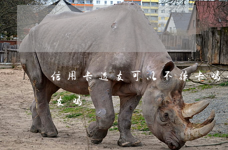 信用卡透支可以不续卡吗(信用卡可以无限透支吗)