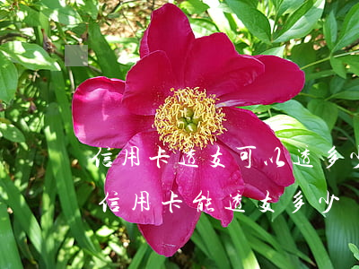 信用卡透支可以透多少錢(qián)啊(辦信用卡能透支多少錢(qián))