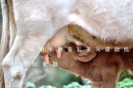 信用卡透支后多久還款(信用卡透支后多久還款免息)